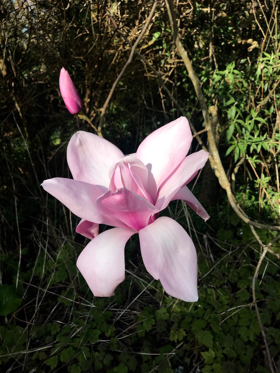 campbellii Princess Margaret